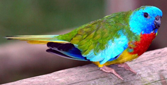 Neophema splendida 